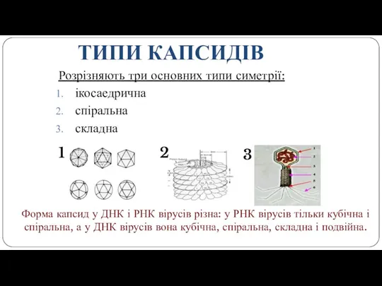 ТИПИ КАПСИДІВ Розрізняють три основних типи симетрії: ікосаедрична спіральна складна