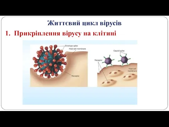 Життєвий цикл вірусів Прикріплення вірусу на клітині