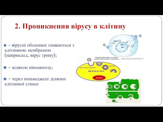 2. Проникнення вірусу в клітину - вірусні оболонки зливаються з