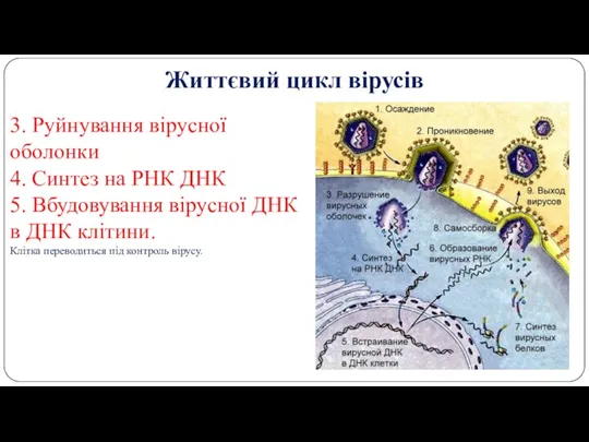 Життєвий цикл вірусів 3. Руйнування вірусної оболонки 4. Синтез на