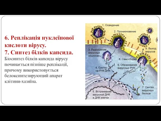 6. Реплікація нуклеїнової кислоти вірусу. 7. Синтез білків капсида. Біосинтез