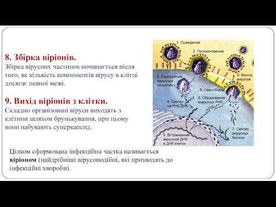 8. Збірка віріонів. Збірка вірусних частинок починається після того, як