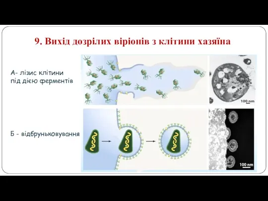 9. Вихід дозрілих віріонів з клітини хазяїна А- лізис клітини під дією ферментів Б - відбруньковування