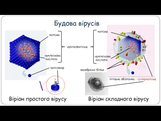 Будова вірусів Віріон простого вірусу нуклеїнова кислота капсид капсомер нуклеокапсид