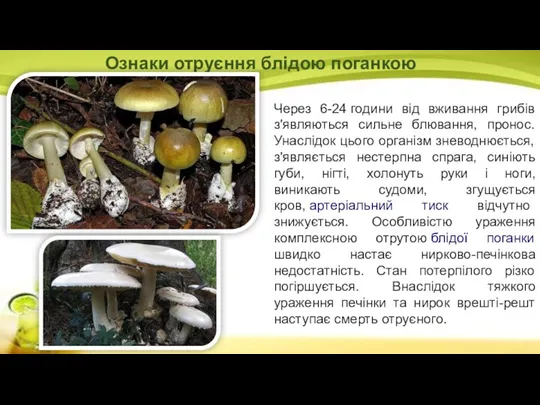 Через 6-24 години від вживання грибів з'являються сильне блювання, пронос.