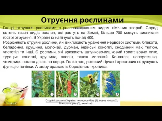 Гострі отруєння рослинами є розповсюдженим видом хімічних хвороб. Серед сотень