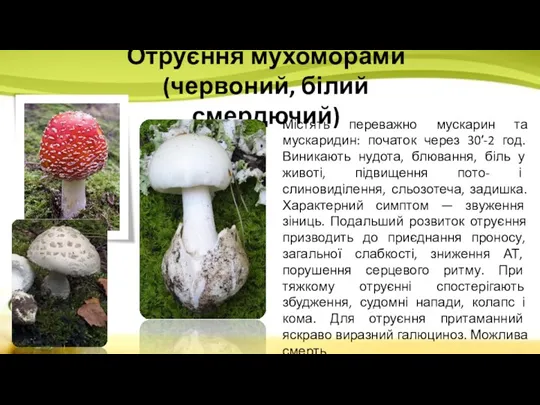 Містять переважно мускарин та мускаридин: початок через 30′-2 год. Виникають