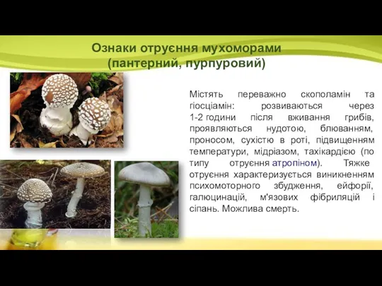 Містять переважно скополамін та гіосціамін: розвиваються через 1-2 години після