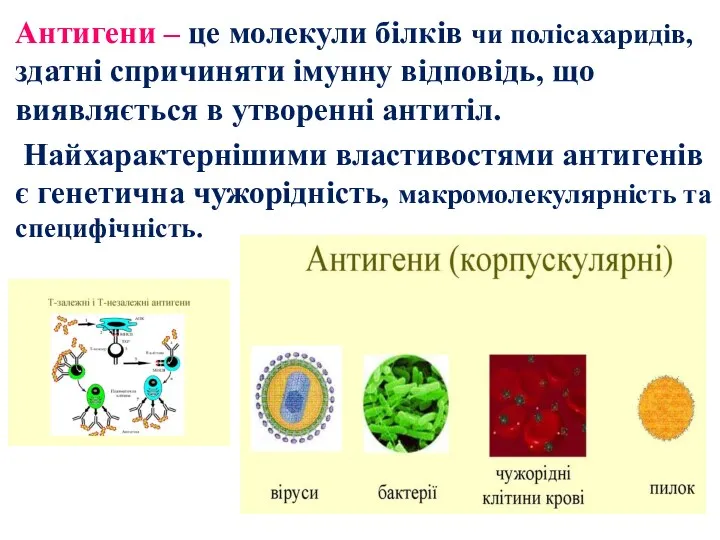 Антигени – це молекули білків чи полісахаридів, здатні спричиняти імунну