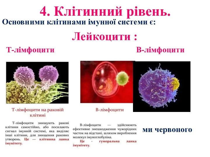 4. Клітинний рівень. Основними клітинами імунної системи є: Лейкоцити :