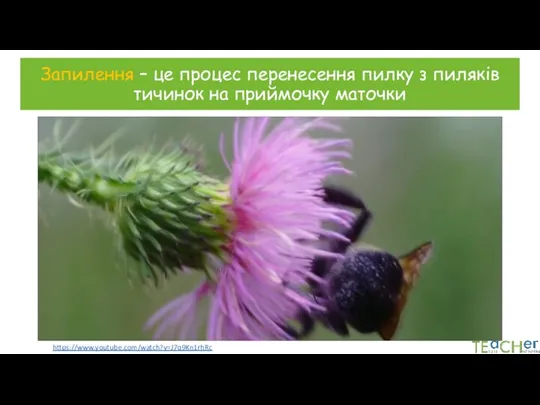 Запилення – це процес перенесення пилку з пиляків тичинок на приймочку маточки https://www.youtube.com/watch?v=J7q9Kn1rhRc