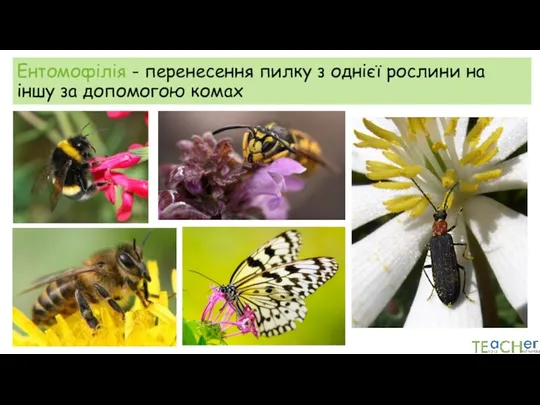 Ентомофілія - перенесення пилку з однієї рослини на іншу за допомогою комах