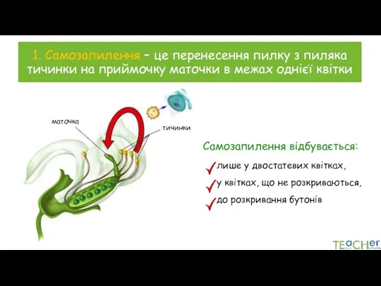 1. Самозапилення – це перенесення пилку з пиляка тичинки на