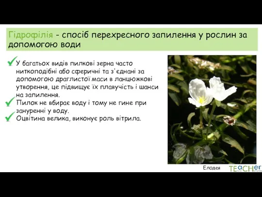 Гідрофілія - спосіб перехресного запилення у рослин за допомогою води