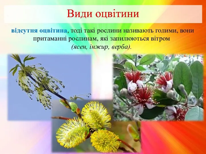 відсутня оцвітина, тоді такі рослини називають голими, вони притаманні рослинам, які запилюються вітром (ясен, інжир, верба).