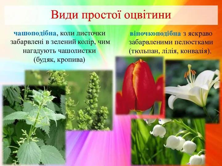 чашоподібна, коли листочки забарвлені в зелений колір, чим нагадують чашолистки