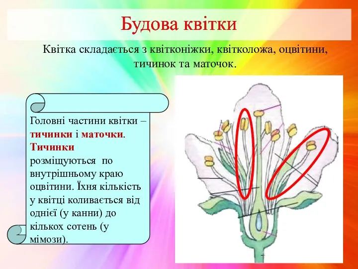 Квітка складається з квітконіжки, квітколожа, оцвітини, тичинок та маточок. Головні