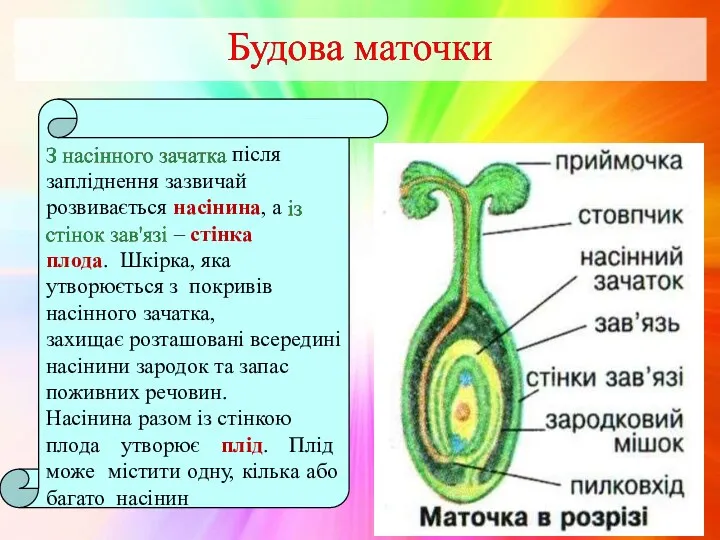 після запліднення зазвичай розвивається насінина, а – стінка плода. Шкірка,