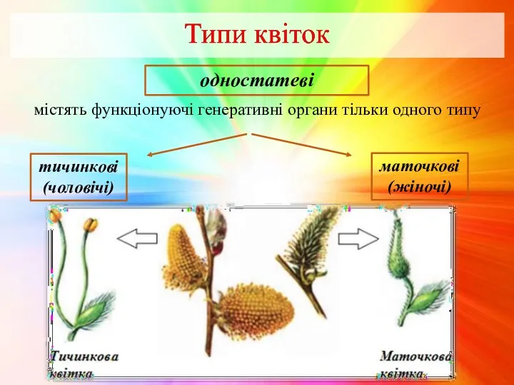 одностатеві містять функціонуючі генеративні органи тільки одного типу тичинкові (чоловічі) маточкові (жіночі)