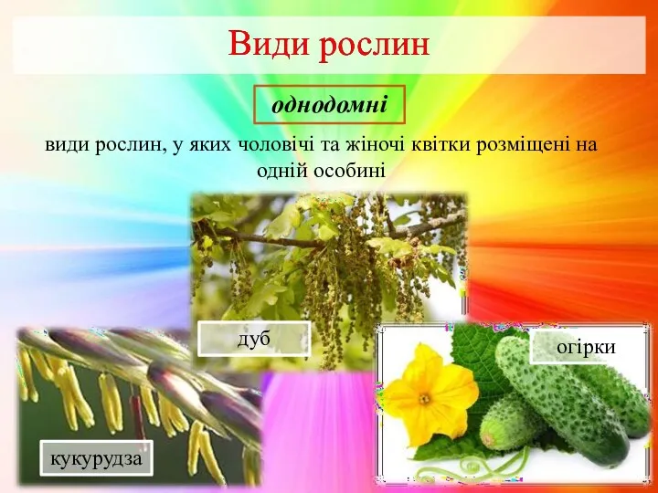 види рослин, у яких чоловічі та жіночі квітки розміщені на одній особині однодомні кукурудза дуб огірки