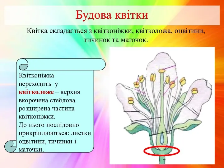 Квітка складається з квітконіжки, квітколожа, оцвітини, тичинок та маточок. Квітконіжка