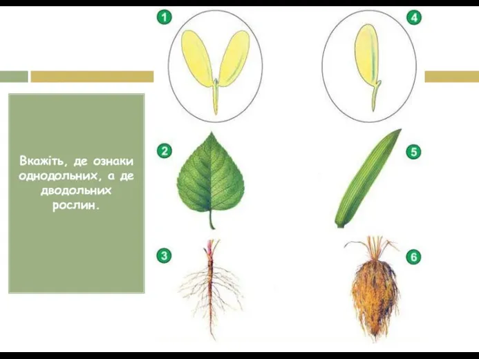 Вкажіть, де ознаки однодольних, а де дводольних рослин.