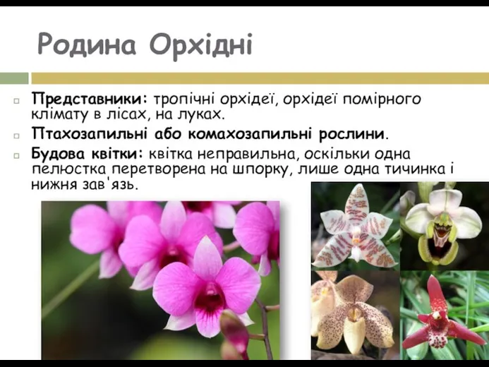 Родина Орхідні Представники: тропічні орхідеї, орхідеї помірного клімату в лісах,