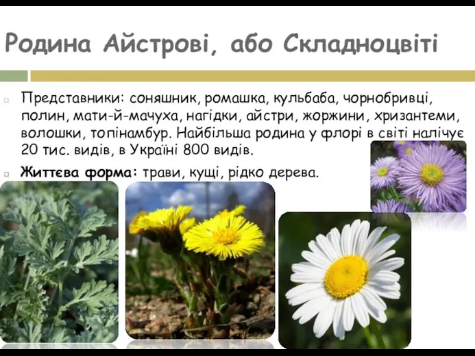 Родина Айстрові, або Складноцвіті Представники: соняшник, ромашка, кульбаба, чорнобривці, полин,