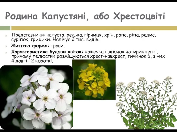 Родина Капустяні, або Хрестоцвіті Представники: капуста, редька, гірчиця, хрін, рапс,