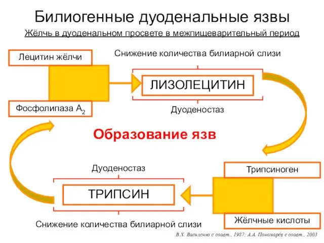 Билиогенные дуоденальные язвы Жёлчь в дуоденальном просвете в межпищеварительный период