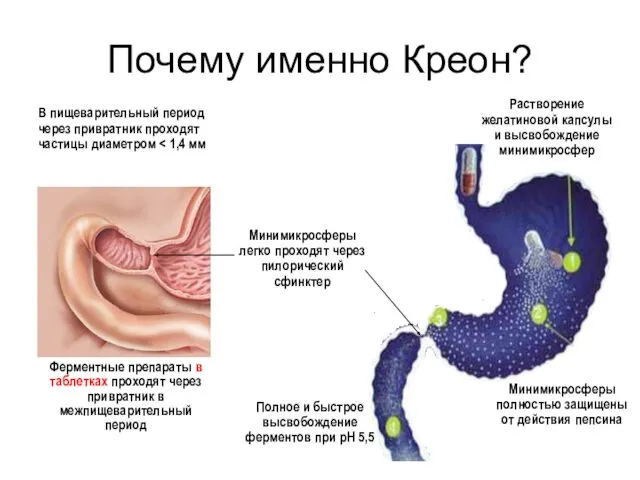 В пищеварительный период через привратник проходят частицы диаметром Ферментные препараты