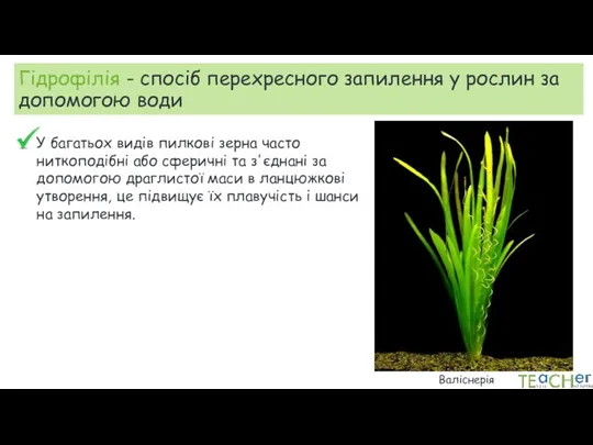 Гідрофілія - спосіб перехресного запилення у рослин за допомогою води У багатьох видів