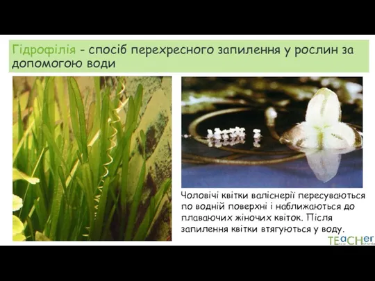 Гідрофілія - спосіб перехресного запилення у рослин за допомогою води Чоловічі квітки валіснерії