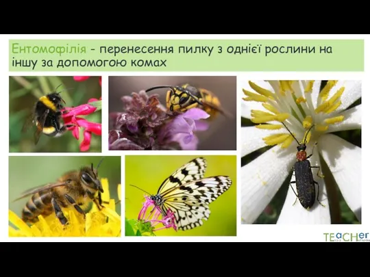 Ентомофілія - перенесення пилку з однієї рослини на іншу за допомогою комах