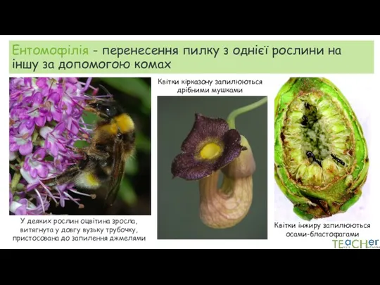 Ентомофілія - перенесення пилку з однієї рослини на іншу за допомогою комах У