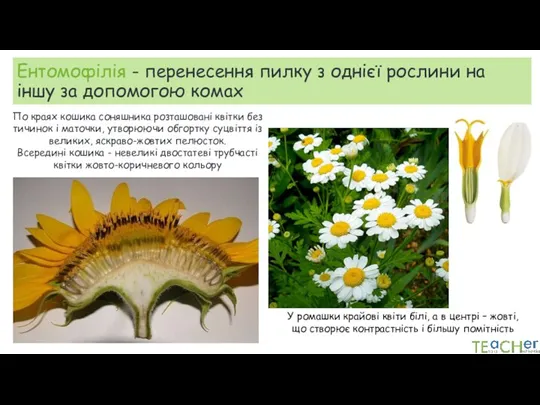 Ентомофілія - перенесення пилку з однієї рослини на іншу за допомогою комах По