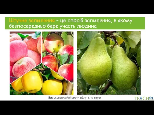 Штучне запилення – це спосіб запилення, в якому безпосередньо бере участь людина Високоврожайні