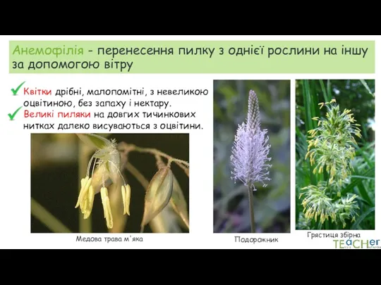 Анемофілія - перенесення пилку з однієї рослини на іншу за допомогою вітру Квітки