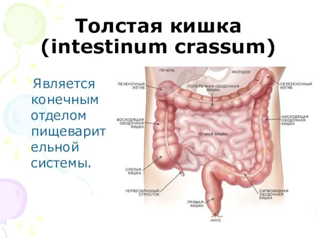 Толстая кишка (intestinum crassum) Является конечным отделом пищеварительной системы.