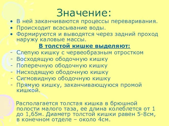 Значение: В ней заканчиваются процессы переваривания. Происходит всасывание воды. Формируются