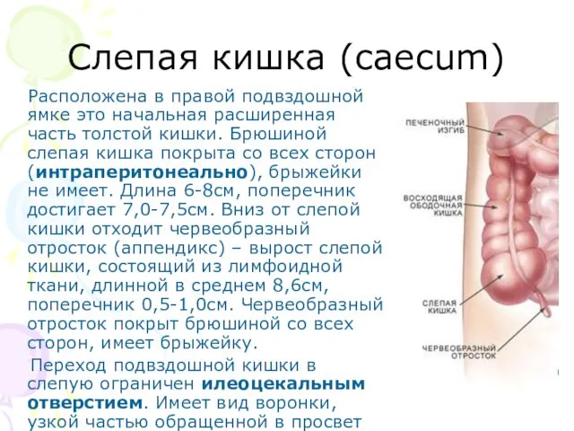 Слепая кишка (caecum) Расположена в правой подвздошной ямке это начальная