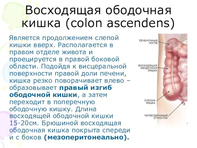 Восходящая ободочная кишка (colon ascendens) Является продолжением слепой кишки вверх.