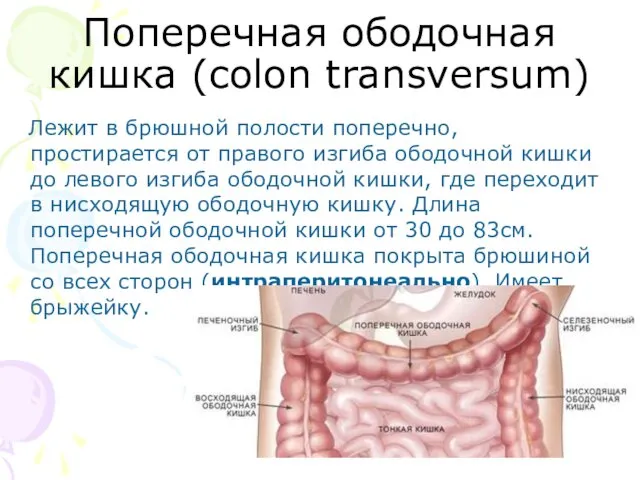 Поперечная ободочная кишка (colon transversum) Лежит в брюшной полости поперечно,