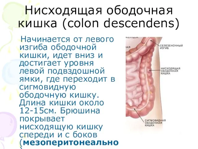 Нисходящая ободочная кишка (colon descendens) Начинается от левого изгиба ободочной