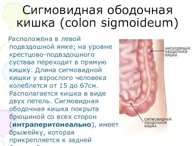 Сигмовидная ободочная кишка (colon sigmoideum) Расположена в левой подвздошной ямке;