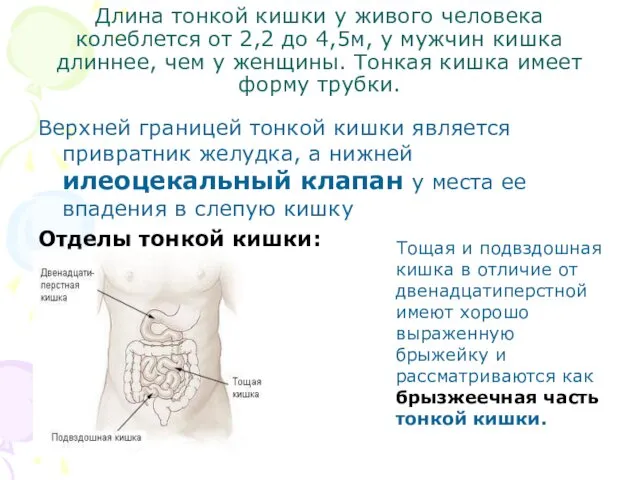 Длина тонкой кишки у живого человека колеблется от 2,2 до