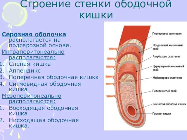 Строение стенки ободочной кишки Серозная оболочка располагается на подсерозной основе.