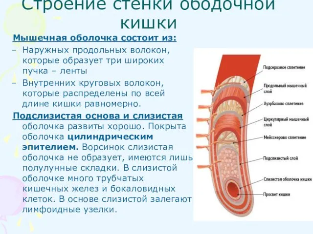 Строение стенки ободочной кишки Мышечная оболочка состоит из: Наружных продольных