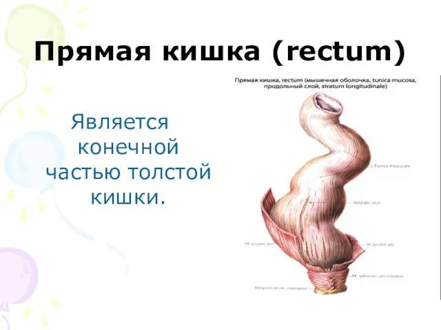 Прямая кишка (rectum) Является конечной частью толстой кишки.