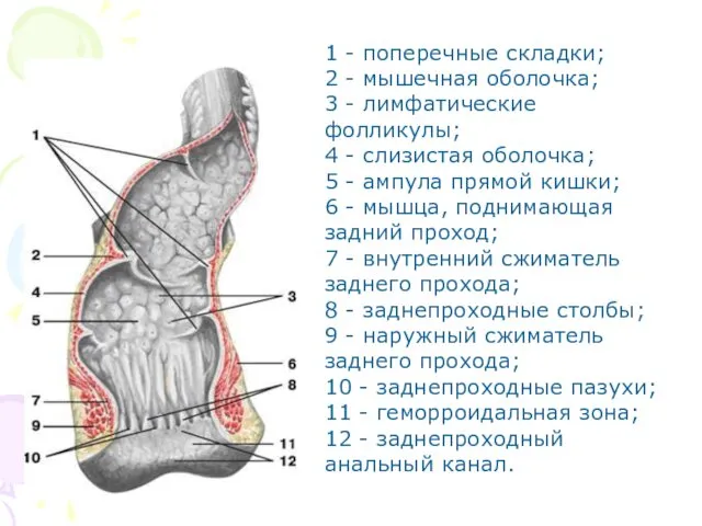 1 - поперечные складки; 2 - мышечная оболочка; 3 -